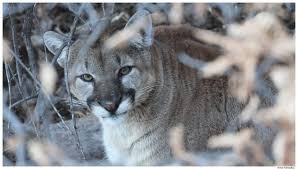 MLF donates pens for Boonville, CA high school farm