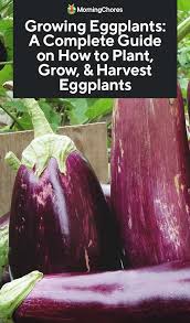 Growing Eggplants A Complete Guide On How To Plant Grow Harvest Eggplants Growing Eggplant Growing Vegetables Eggplant