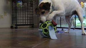 Here are a few ideas to make some toys out of items you already have around your home! Diy Dog Toys And Puzzles Deals The Live Well Network