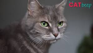 Do Male Cats Calm Down After Being Neutered Cat Beep Neutering may eliminate the problem in male cats. do male cats calm down after being