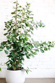 Image result for Ficus