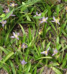 Image result for Xerophyta scabrida