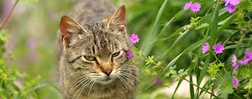 Tuberous begonias come in two forms, either upright or trailing, and have green or burgundy leaves. Plant A Garden For Your Cat Hartz