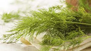 Um ständig frischen dill ernten zu können, empfehlen wir eine regelmäßige aussaat. Dill Einfrieren Oder Trocknen So Verarbeiten Sie Das Gewurz Richtig