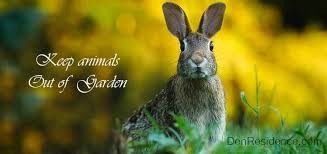One single rabbit left alone in a garden can destroy years of work on plantations and landscape. How To Keep Animals Out Of Garden Without Fence