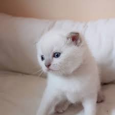 Scottish Fold Kizimiz Konya Ya Rezerve Edilmistir Sutten Kesilince Gidecegi Yeni Yuvasina Huzur Ve Mutluluk Getirmesi Dilegiyle Goldenbritish G Cats Animals