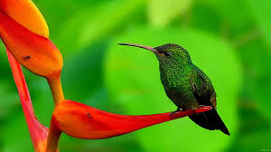 humming bird hd wallpapers 1080p most beautiful birds beautiful birds hummingbird wallpaper humming bird hd wallpapers 1080p most