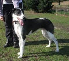 Black And White Greyhound Mix Scamp 2 Year Old Female Lurcher Lurcher Herding Breed Most Beautiful Dogs