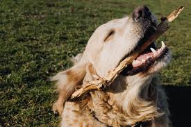 However, dogs are much less likely than humans to get cavities because their saliva does a better job preventing them. Kibble Myth Number 326 Kibble Is Not Good For Cleaning Your Dog S Teeth
