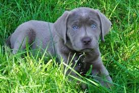 Litter of puppies for sale from lexus and ruger. 38 Cute Labrador Puppies That Will Melt Your Heart Silver Labrador Puppies Labrador Retriever Labrador Puppy