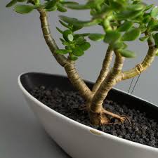 Bonsai succulent and cactus soil gritty mix #111 ingredients: The Basics Of Succulent Bonsai Juicykits Com