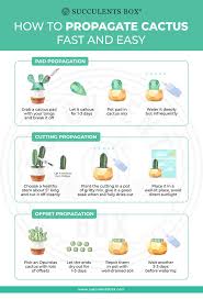 Image result for cactus cuttings