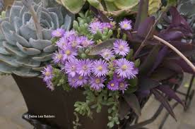 Succulent plants purple flower with leaves background. Spectacular Succulent Flowers