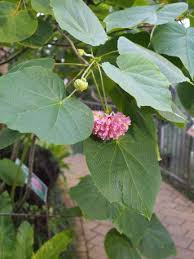 Image result for Dombeya lastii