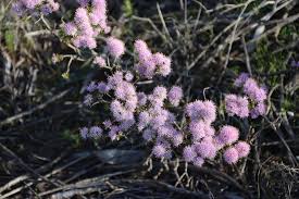 Image result for Agelanthus gracilis