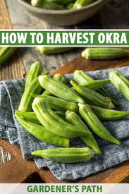 How to store okra from garden. When And How To Harvest Okra Tips And Advice Gardener S Path
