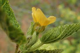 Image result for Sida serratifolia