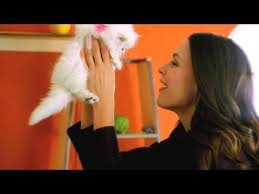 Fancy Feast Cat Food Commercial Super Cheesy Fancy Feast Cat Food Cat Food Persian Cat