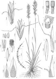 Image result for Urochloa semiundulata