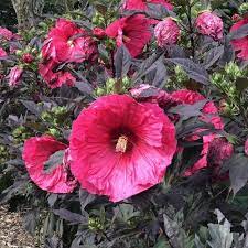 This is a large plant when mature. Summerific Evening Rose Hibiscus Garden Crossings In 2021 Mallow Flower Hibiscus Garden Mallow Plant