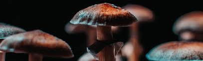 Image result for Psilocybin