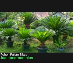 Berikut adalah 2 (dua) macam resiko berdasarkan kontrolnya, yaitu macam macam tanaman hias dan penjelasannya. Pohon Tanaman Hias Palem Sikas Lazada Indonesia