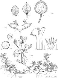 Image result for Isoglossa laxiflora