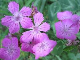 Jun 28, 2021 · quando raccogliere le patate. Dal Mio Orto Garofani Spontanei 3 Foto Garofani Orto Piccoli Fiori