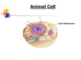 We did not find results for: Cell Structures Functions And Transport Ppt Download