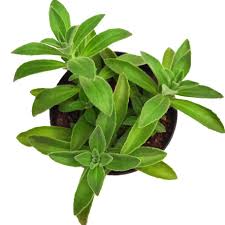 Image result for Aeollanthus