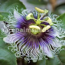 Image result for Passiflora edulis