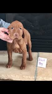 607 likes · 1 talking about this. Vizsla Puppies Ohio