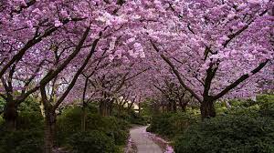 We hope you enjoy our rising collection of spring wallpaper. Spring Desktop Backgrounds Airwallpaper Com