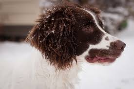 English springer spaniels bred for health, temperament and versatility. Field Bred English Springer Spaniel Puppy For Sale Prairierose Gundogs Premium Field Bred English Springer Spaniels Cocker Spaniel Puppies For Sale