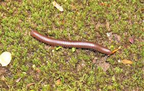Black And Yellow Millipede North Carolina 95 Millipede Group Photos Free Royalty Free Stock Photos From Dreamstime