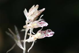 Image result for Epipogium roseum