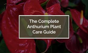 Check spelling or type a new query. Anthurium Plant Care 7 Simple Tips For Optimum Growth