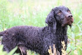 Boykin spaniel puppies tyler smith cullman al phone: Bird Dogs The Spaniel Breakdown