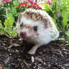 Pancake Hedgehog Igel