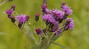 Image result for Vernonia muelleri