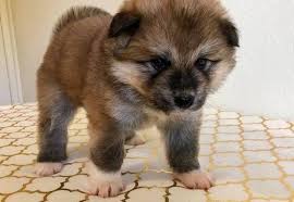 #283791 akita puppies we have welcomed litter of puppies to our family girls left mum and dad are also family puppies today has japanese akita puppies for sale online. Japanese Akita Puppy For Sale Adoption Rescue For Sale In Los Angeles California Classified Americanlisted Com