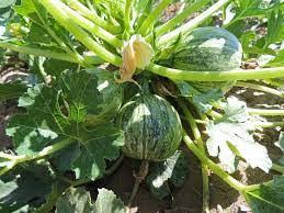 They can even be grown on balconies if you have the space for a planter. Squash Zucchini Seeds Round Zucchini Heirloom The Rusted Garden