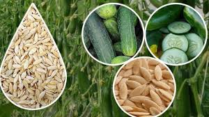 I recommend planting your cucumber seeds when average daily temperatures reach 70° f. Treated Cucumber Seeds Slicer Cucumbers Biostim Protected Afrimash Com Nigeria