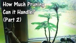 As stagnant water quickly clouds and evaporates, we recommend filling. Norfolk Island Pine Bonsai After Heavy Pruning Part 2 Youtube