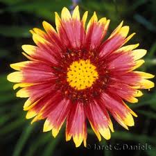 Indian Blanket Indian Blanket Flower Wild Flowers Indian Blankets
