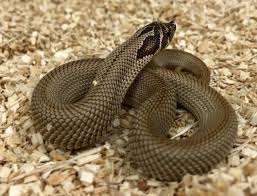 While working on enhancing whitetail deer habitat in northern wisconsin, we came across a hognose snake working his way. 10 Stunning Western Hognose Snake Morphs Reptileworldfacts Hognose Snake Western Hognose Snake Snake