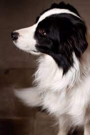3 Years Border Collie Collie Dog Border Collie Border Collie Puppies