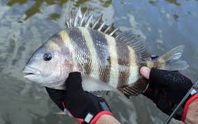 We did not find results for: What Kind Of Saltwater Fish Has Human Looking Teeth