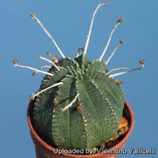 Image result for Euphorbia fortissima