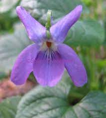 Sweet Violet Flower Essence Sweet Violets Violet Flower Flower Essences